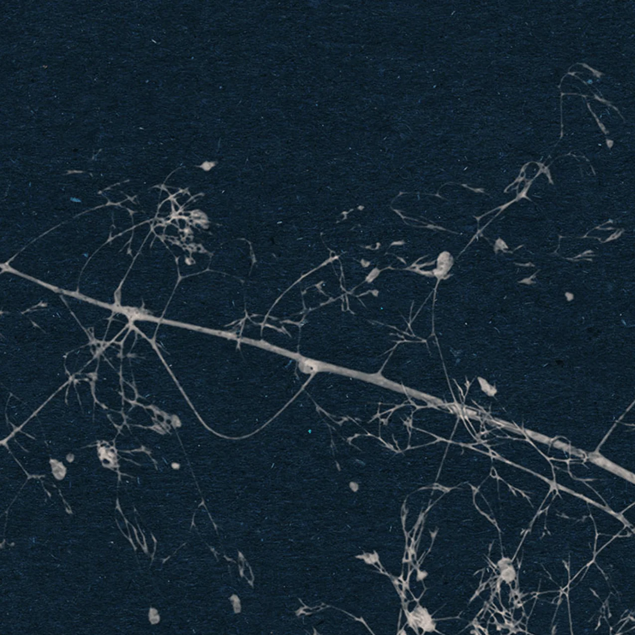 Branch Circle Wall Art (Self-Adhesive) - Image 6