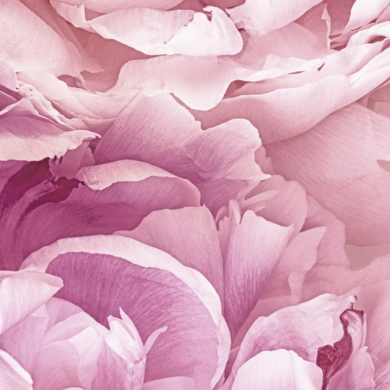 Soave Pink Blossom Mural Wallpaper - Image 5