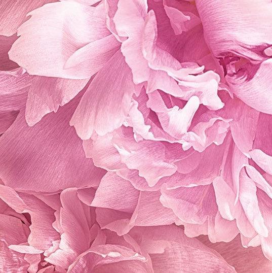Soave Pink Blossom Mural Wallpaper - Image 7