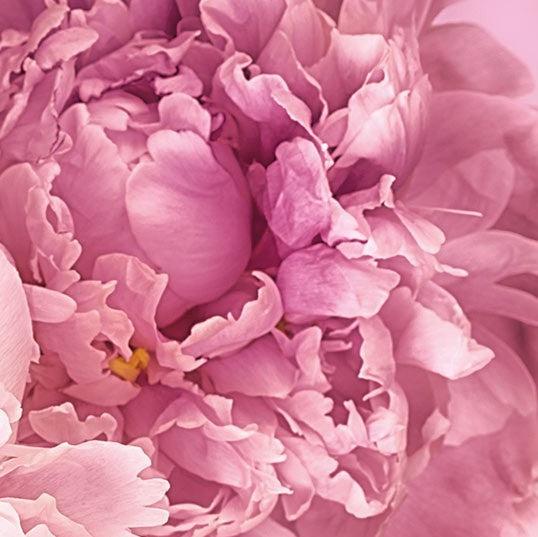 Soave Pink Blossom Mural Wallpaper - Image 8