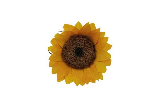 Spanish Natural Sunflower Head