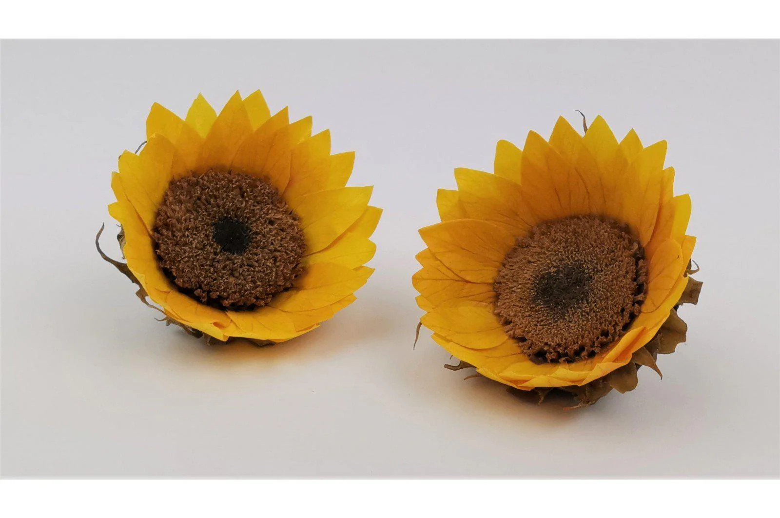 Spanish Natural Sunflower Head - Image 4