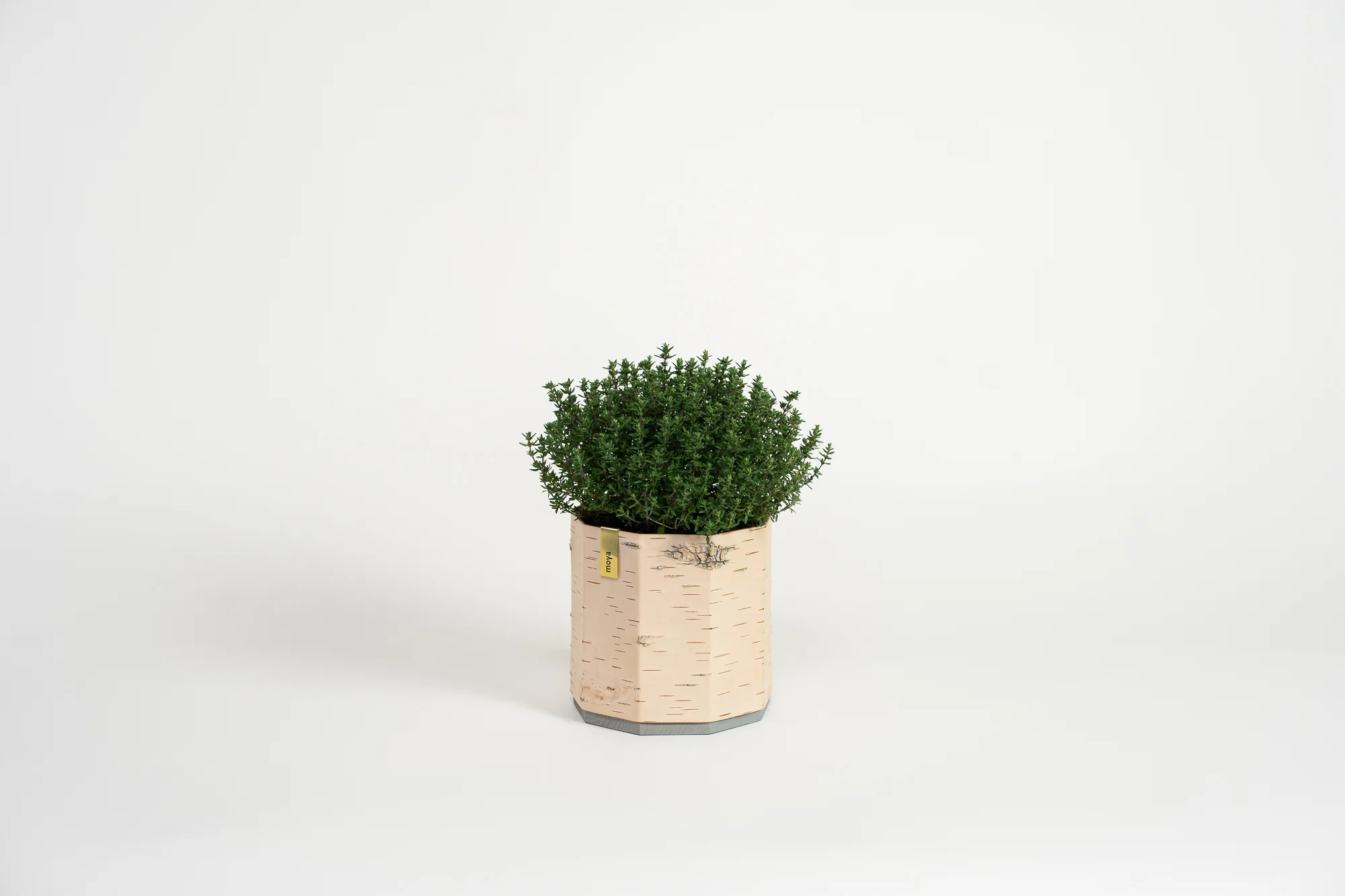 Tara Kesk Birch Bark Planters - Image 11