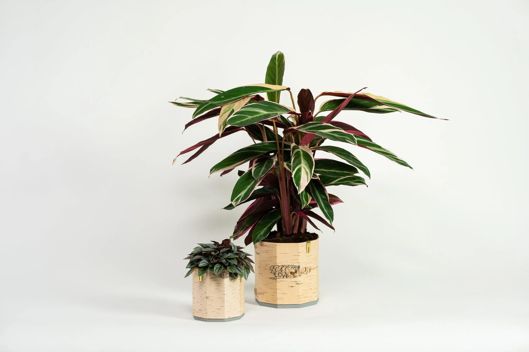 Tara Kesk Birch Bark Planters - Image 16