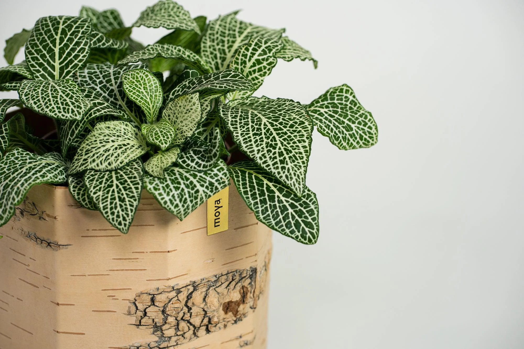 Tara Kesk Birch Bark Planters - Image 20
