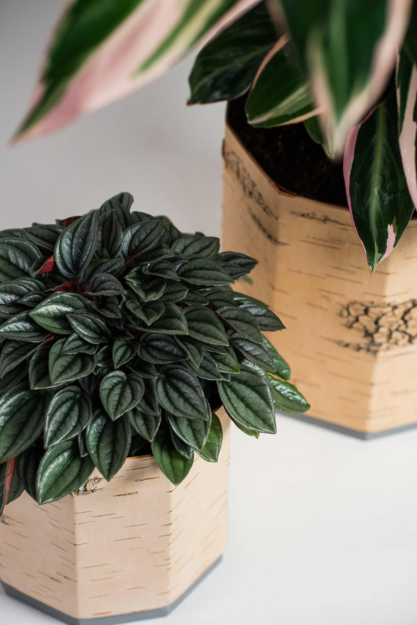 Tara Kesk Birch Bark Planters - Image 21