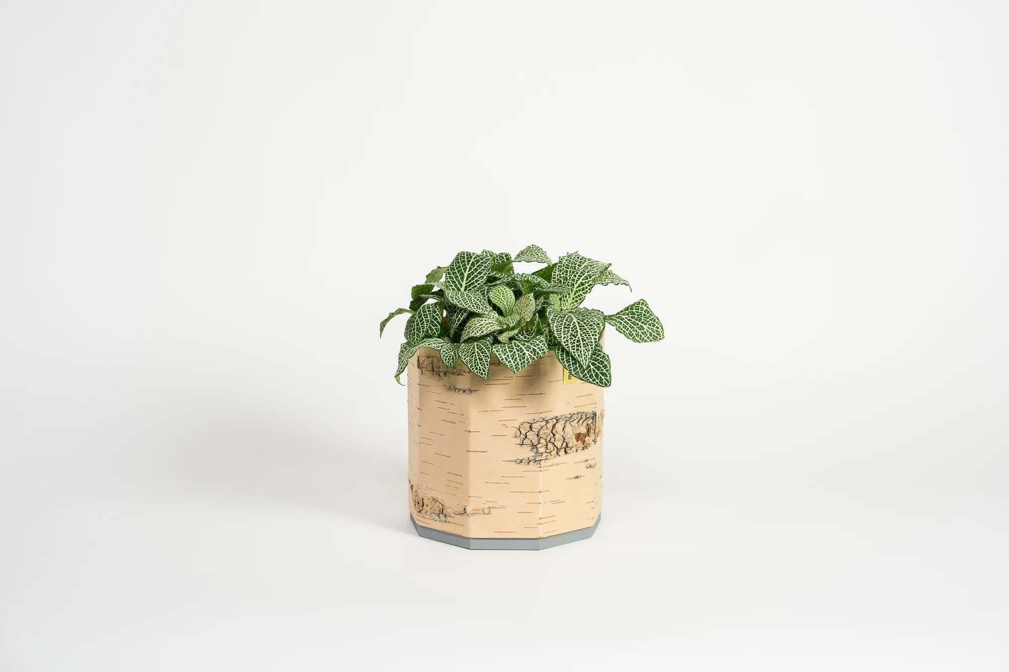 Tara Kesk Birch Bark Planters - Image 7