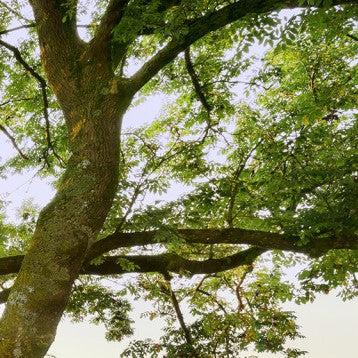 The Magic Tree Mural Wallpaper - Image 6