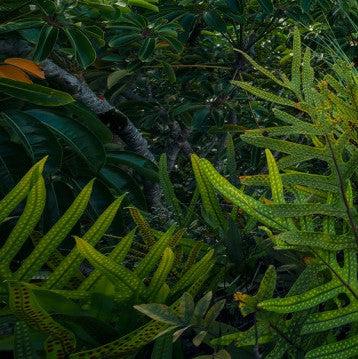 Tropical Paradise Mural Wallpaper - Image 4