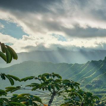 Tropical Paradise Mural Wallpaper - Image 5