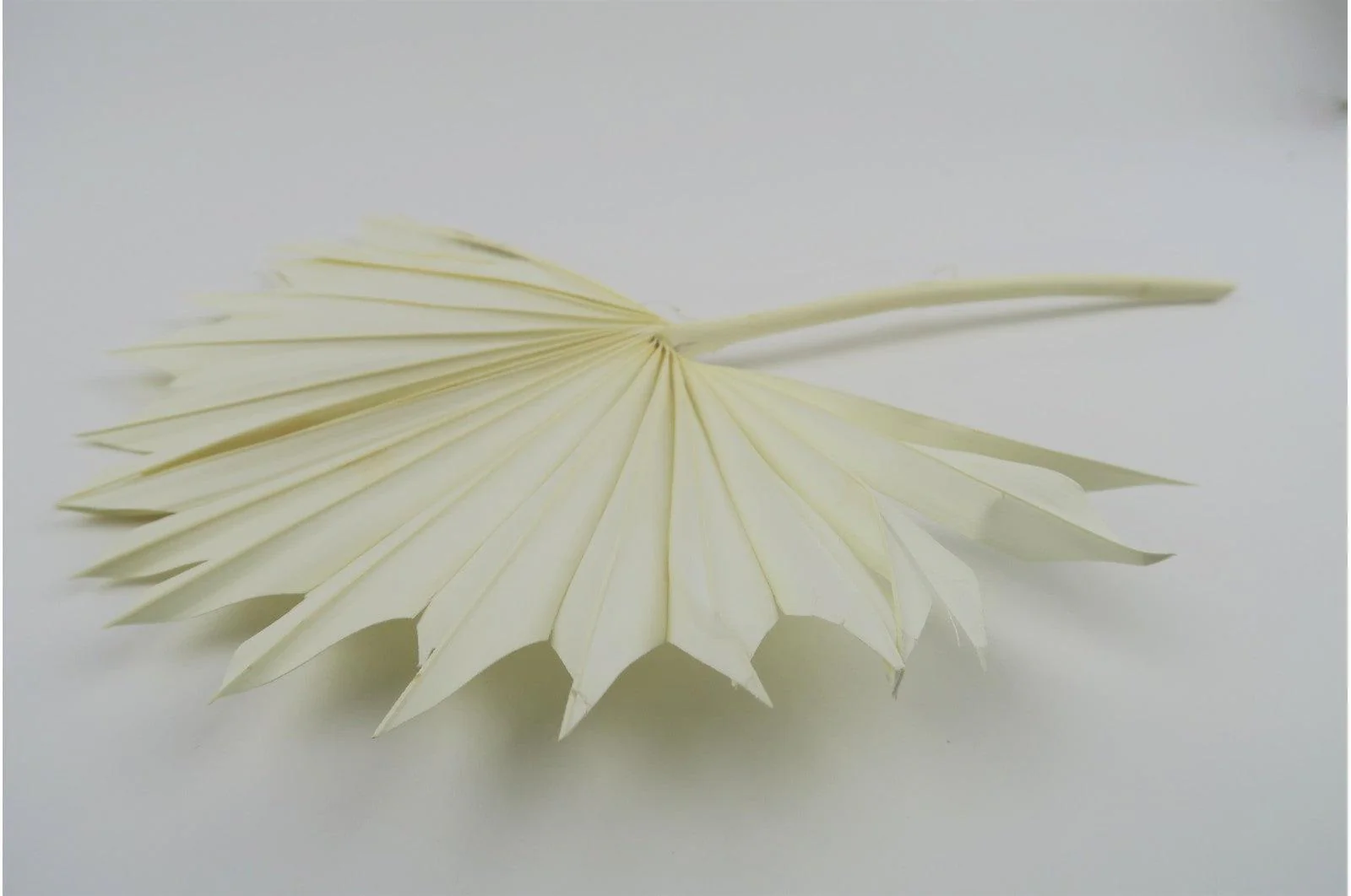 White Spanish Palm Sun Bouquet - Image 3