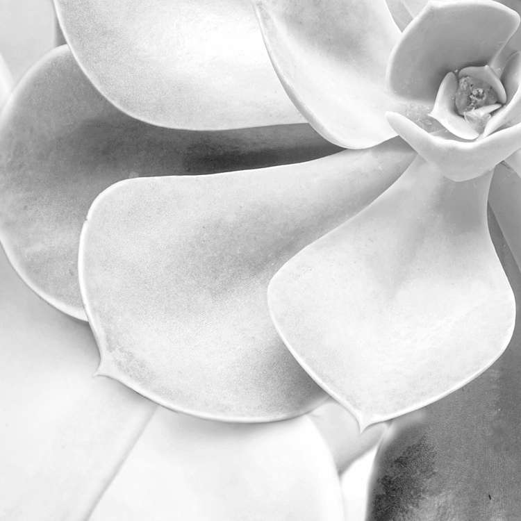 Shades Black and White Mural Wallpaper - Image 7