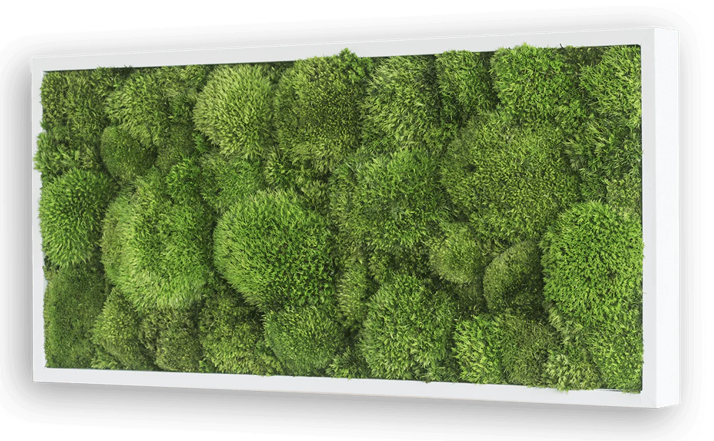 Wide Green Moss Wall Art (57x27cm) - Image 3