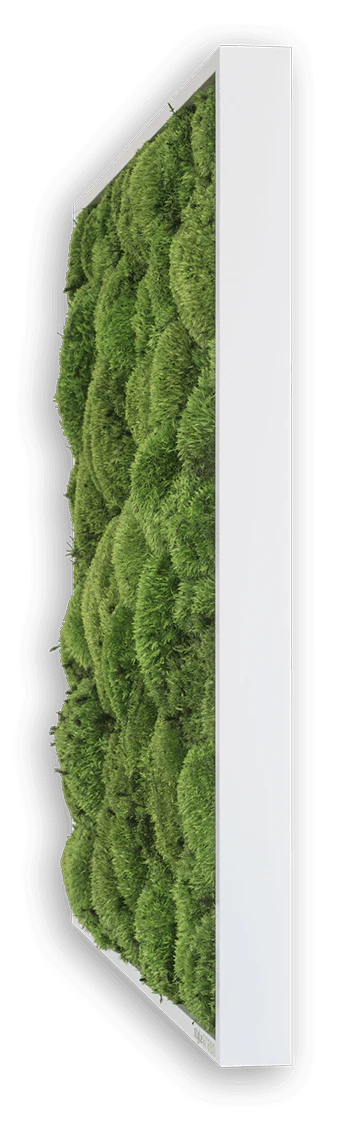 Wide Green Moss Wall Art (57x27cm) - Image 7