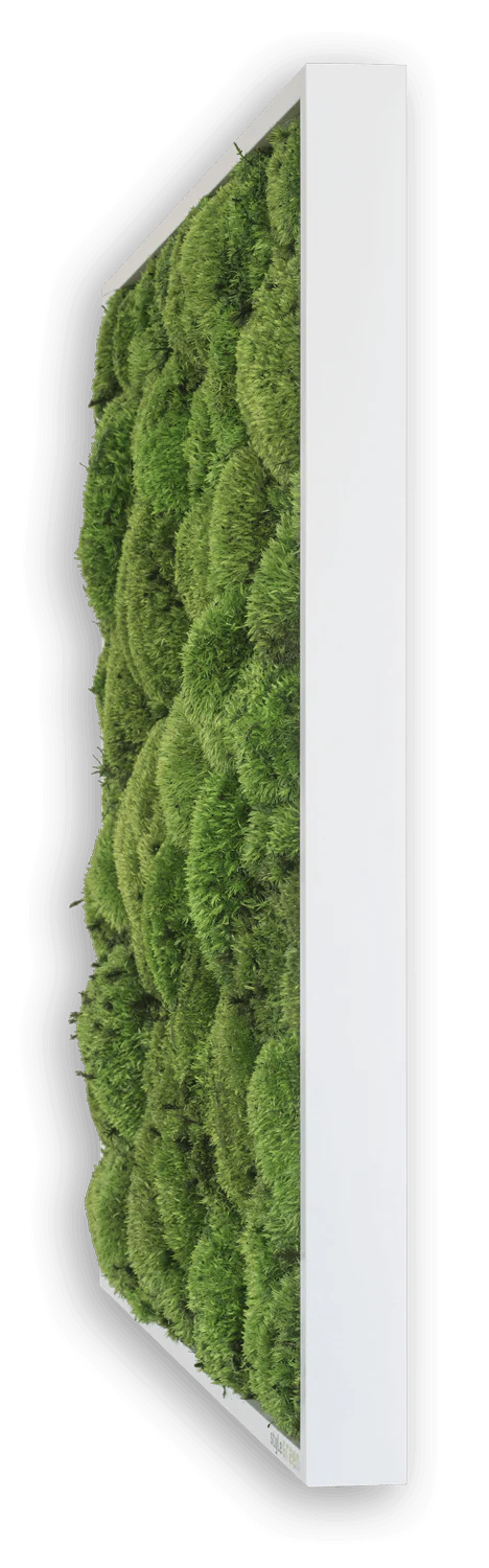 Wide Green Moss Wall Art (57x27cm) - Image 8
